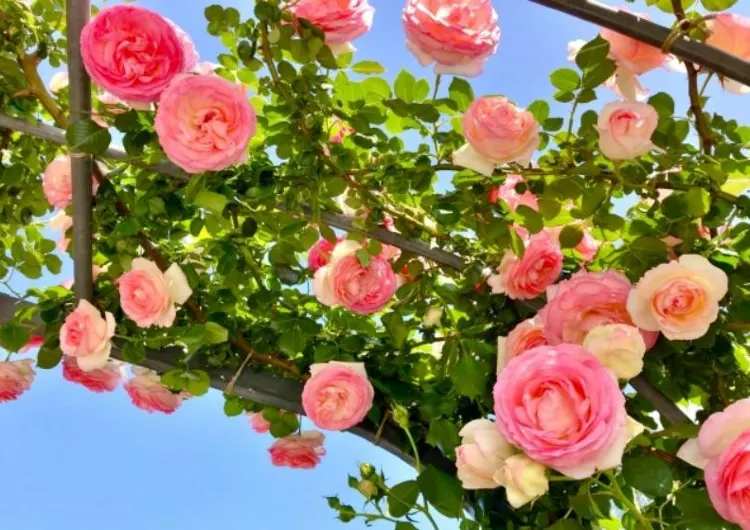 【バラ園 2026】関東・東京近郊のローズガーデンのスポットを5選!またバラの花言葉や青いバラなどについても徹底ガイド~