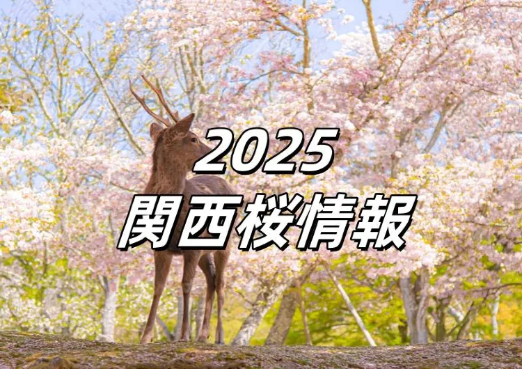 『2025年』桜・桜満開　厳選・関西のお花見おすすめスポット🌸開花・満開予測情報