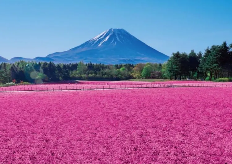 【富士芝櫻祭2026】「春の特等席」11/4開幕，活動時間、門票、打卡點、交通、附近酒店餐廳推薦一文睇！