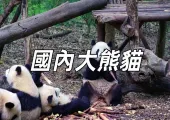 【動物園熊貓】2025 中國各地動物園熊貓游覽攻略