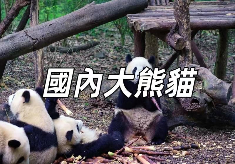 【動物園熊貓】2026 中國各地動物園熊貓游覽攻略