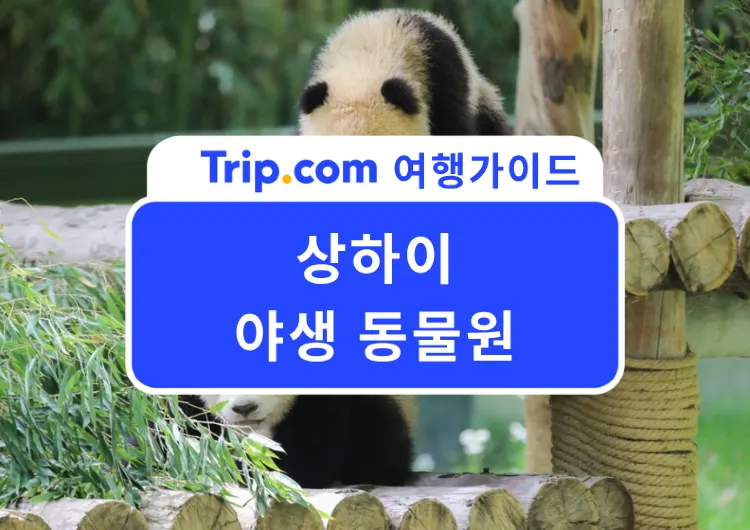 2026 중국 여행 | 레서판다 먹이주기 체험 가능한 곳! 상하이 야생 동물원🐼