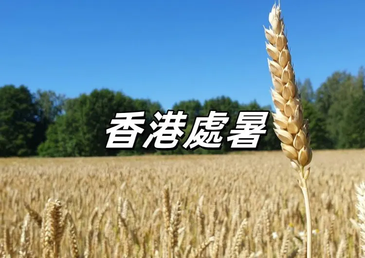【處暑2026】8.23二十四氣處暑到！轉運、鬼門關注意事項、處暑習俗禁忌、養生飲食、處暑湯水、開財運方法、處暑意思一文睇