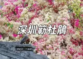 【深圳賞花2026】5個必睇深圳三角梅簕杜鵑景點,附交通、地址、賞花時間