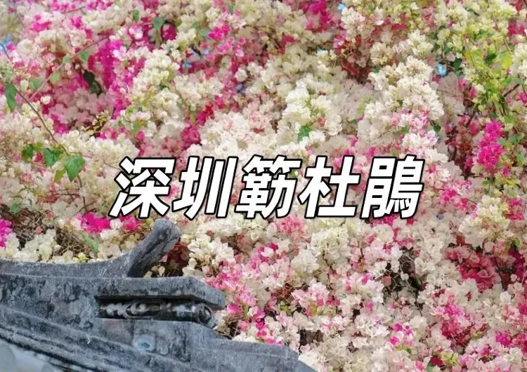 【深圳賞花2026】5個必睇深圳三角梅簕杜鵑景點，附交通、地址、賞花時間