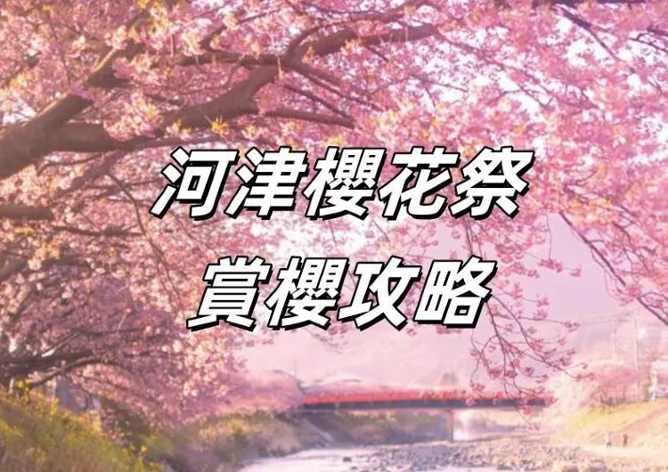 【河津櫻花祭】2月日本東京近郊賞櫻好去處，河津櫻花祭賞櫻攻略！櫻花開花預測/交通/住宿懶人包