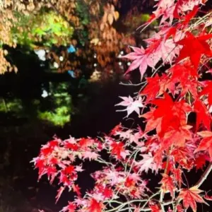 【단풍 명소 2026】한국 가을 단풍 명소｜수도권·충청도·경상도 단풍 구경 & 숨은 명소 총정리