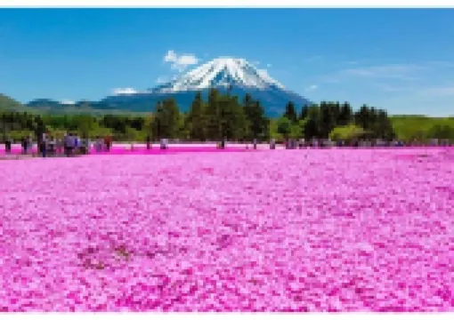 【富士芝桜まつり2026】富士山と芝桜の絶景を楽しもう!芝桜祭り2026の開催時間、アクセス、グルメを徹底紹介!