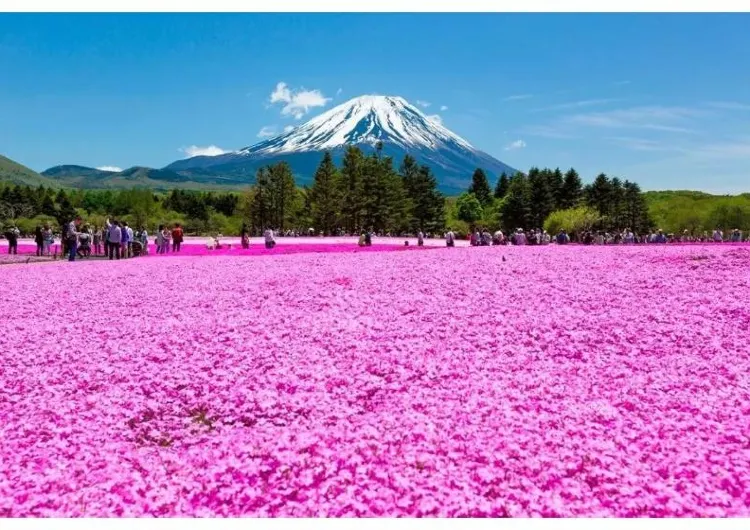 【富士芝桜まつり2026】富士山と芝桜の絶景を楽しもう！芝桜祭り2026の開催時間、アクセス、グルメを徹底紹介！