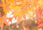 2026 경기도 단풍 명소 BEST 7|서울 근교 단풍·11월 절정 시기·가을 나들이 추천