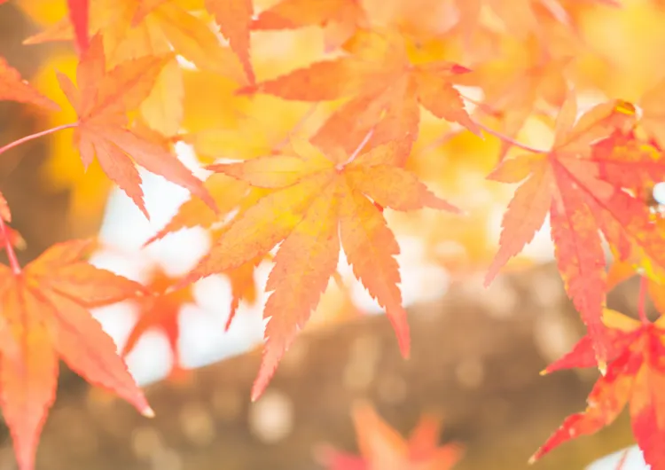 [2025 경기도 단풍명소] 11월 서울 근교 가을 나들이 추천 BEST 5🍁 2025년 전국 단풍 절정시기 & 단풍명소 예약방법·입장료·주차 총정리!