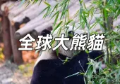 【大熊貓】2025全球動物園熊貓遊覽攻略!中國大陸、中國香港、日本、韓國、馬來西亞等地