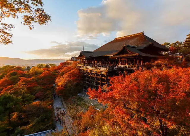 京都楓葉