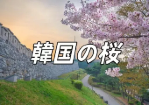 【2025 韓国桜】3月の韓国桜 ソウル、釜山、水樹島など桜の名所情報をオールパッケージでおすすめします！