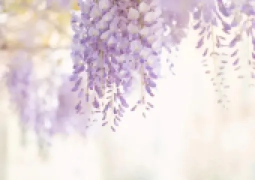 【2026日本紫藤花季】夢幻紫色花海!8大必訪日本賞花景點、開花時間、交通路線全攻略