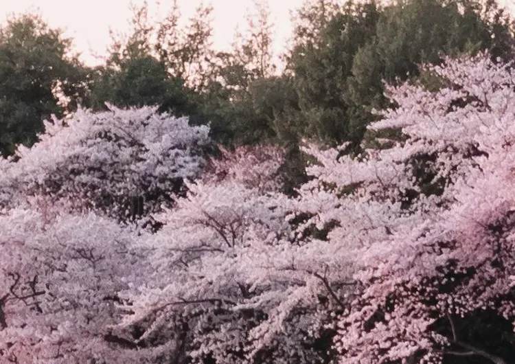 2026全球賞花時間表｜全年花季月份 + 最佳賞花目的地