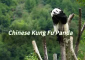 【Panda】2024Where to See Giant Pandas?