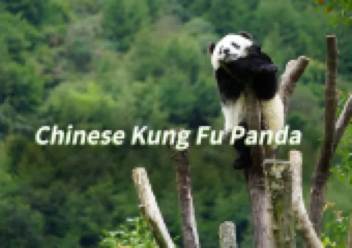 【Panda】2026Where to See Giant Pandas?