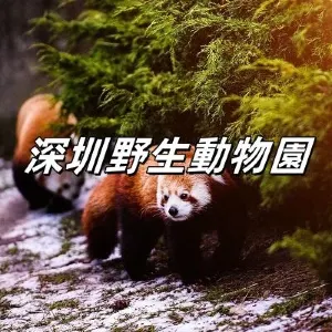【深圳景點】2026深圳野生動物園全攻略：親近自然的絕佳去處