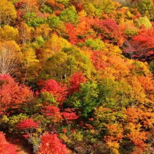 【2026 日本東北賞楓】日本東北賞楓景點14+精選推薦!六縣紅葉見頃時間預測!3–7 日行程/JR 券/溫泉住宿一文睇晒!