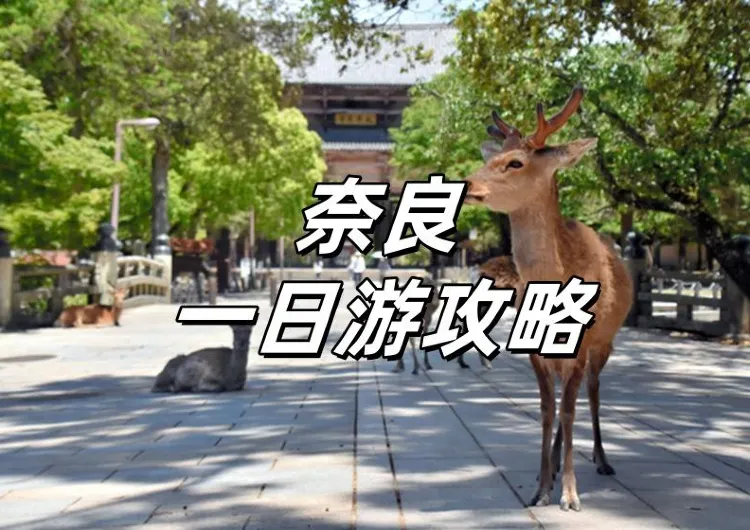  【奈良一日遊】奈良景點遊玩&祭典活動全攻略！餵小鹿、訪古寺，交通、行程、購物、美食、住宿推介！