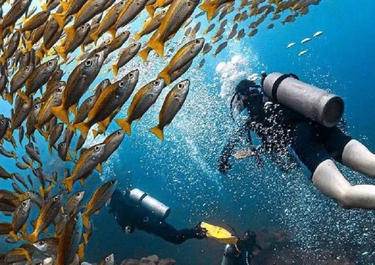 【フィリピンで潜水】フィリピンで人気の潜水スポット8選