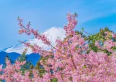 【桜 2026年】厳選!今、見るべき富士山と桜の究極の組み合わせスポット6選|開花予想付き