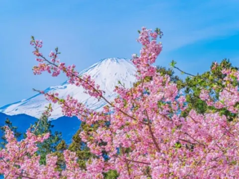桜 2026年】厳選！今、見るべき富士山と桜の究極の組み合わせスポット6選