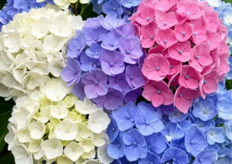 [2025 거제수국축제] 날짜변경소식,단 이틀! 수국 미쳤다🌸 거제 저구항 인생샷 명소부터 경남 수국명소까지 총정리!