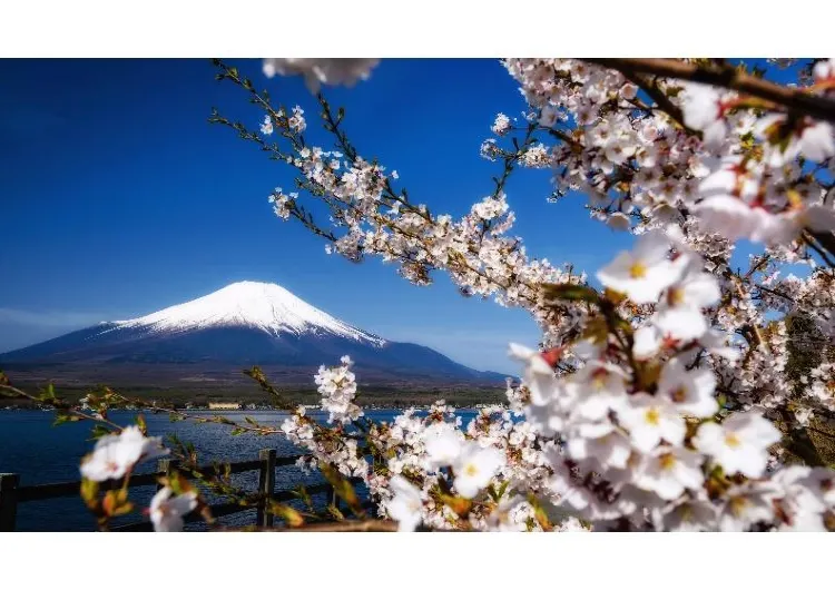 【全国のお花見】2025年日本全国桜の名所30選！最新開花予想日とお花見スポット紹介