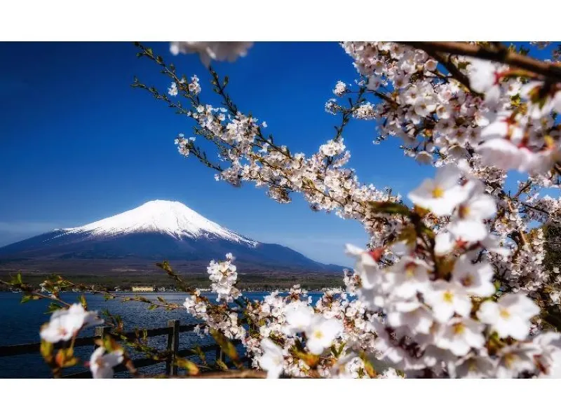 全国のお花見】2026年日本全国桜名所30選！最新桜開花予想・