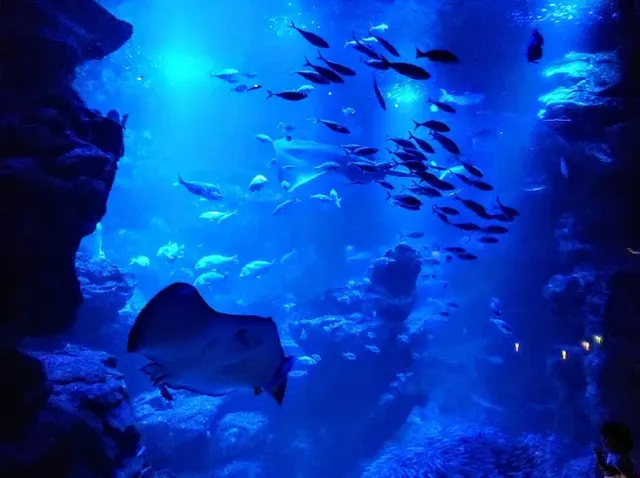 京都水族館夜の水族館見どころ