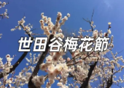 【世田谷梅花節】即日至3月2日Setagaya Ume Blossom Matsuri 世田谷梅花節舉行，速睇鹿兒島紅、淡紅色的蓮宮等紅梅