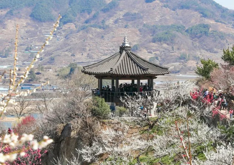 2026 광양매화축제, 축제 정보부터 근처 숙소 추천까지