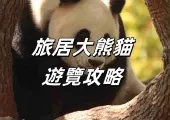 【大熊貓愛寶】2024在外旅居大熊貓遊覽攻略!