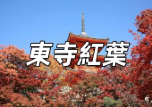 【東寺紅葉2026】夜賞紅葉的獨特魅力！東寺植物動物園、交通、美食、附近景點一文睇清