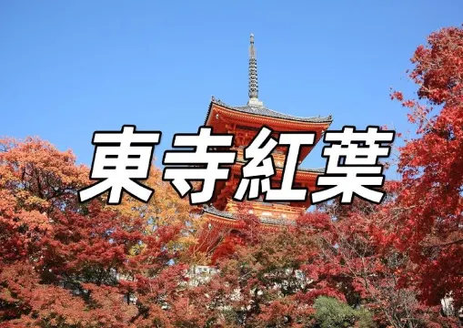 【東寺紅葉2026】夜賞紅葉的獨特魅力！東寺植物動物園、交通、美食、附近景點一文睇清