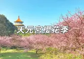 【2025淡水天元宮櫻花季】淡水櫻花日期、交通與景點全攻略,淡水無極天元宮賞櫻懶人包