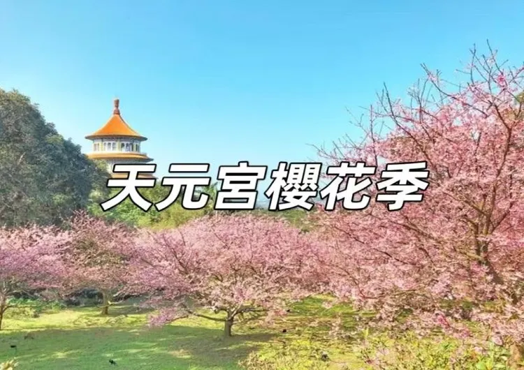 【2025淡水天元宮櫻花季】淡水櫻花日期、交通與景點全攻略，淡水無極天元宮賞櫻懶人包