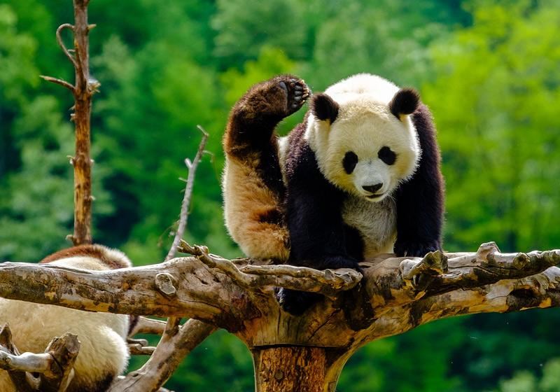 Chasing Star Pandas: A Guide to Popular Panda Spots in China