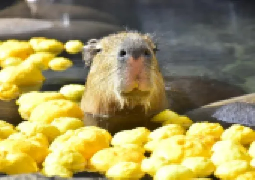 【伊豆カピバラ温泉2025】11月から開催!伊豆シャボテン動物公園カピバラの露天風呂の情報・カピバラの食べ物・グッズについて徹底解説!