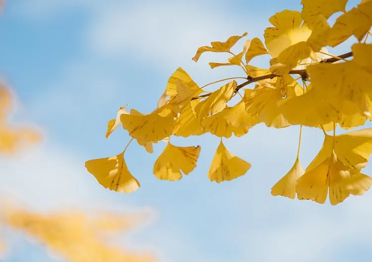 พยากรณ์ใบไม้เปลี่ยนสี ญี่ปุ่น 2569: จุดชมที่ดีที่สุดและช่วงเวลาพีค