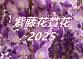 【紫藤花賞花2025】3月限定台灣最大紫藤花園！台灣紫藤花2025花期、必訪景點、賞花活動一次看