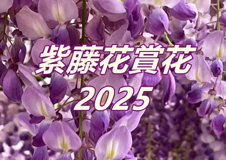 【紫藤花賞花2025】3月限定台灣最大紫藤花園！台灣紫藤花2025花期、必訪景點、賞花活動一次看