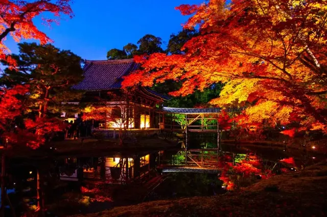 京都夜楓