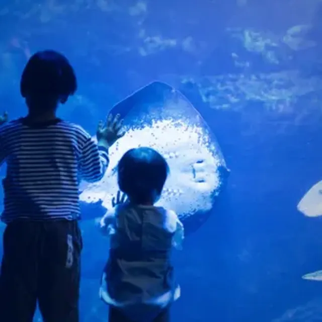 京都水族館夜の水族館見どころ