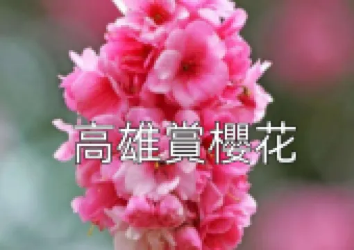 【2026高雄櫻花季】寶山二集團櫻花公園景點/活動/交通全攻略,另有櫻花季音樂節在高雄夢時代前廣場登場!