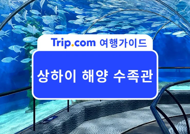 2026 상하이 해양수족관 완벽 가이드🐠 입장료부터 155m 해저터널, 관람 순서까지