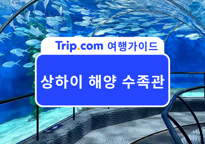 2026 상하이 해양수족관 완벽 가이드🐠 입장료부터 155m 해저터널, 관람 순서까지
