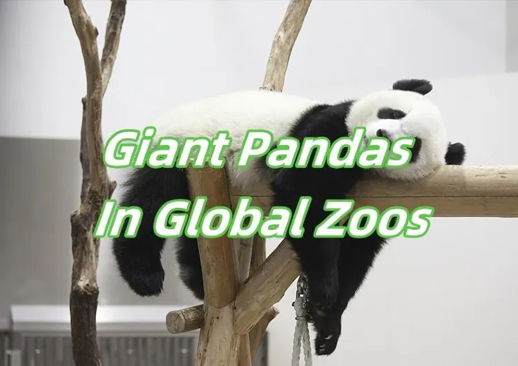 【Panda】2024Giant Pandas In Global Zoos